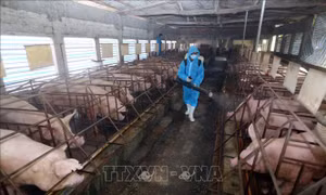 Lợn vận chuyển qua trạm kiểm dịch động vật ở Đồng Nai giảm hàng nghìn con mỗi ngày