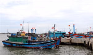 Giám sát, truy xuất nguồn gốc thủy sản tại cảng cá