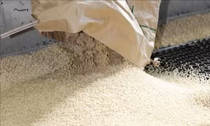 Nhật Bản lên kế hoạch tăng gần gấp đôi nguồn cung gạo dự trữ