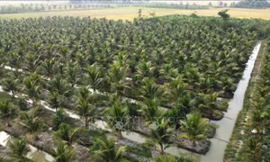 Cơ hội hình thành siêu vùng nguyên liệu, phát triển hệ sinh thái kinh tế dừa