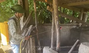 Chủ động ngăn chặn dịch tả lợn châu Phi và sâu đầu đen hại dừa