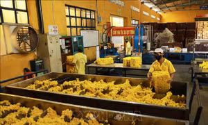 Nhu cầu giảm gây khó khăn cho xuất khẩu cao su