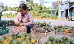 Cam sành Vĩnh Long 'lao đao'