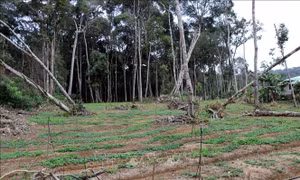 Kon Tum kiểm tra thông tin về dự án vườn sâm Ngọc Linh