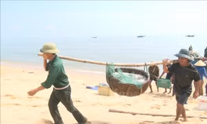 Ngư dân Quảng Bình trúng mùa cá cơm, thu lợi lớn