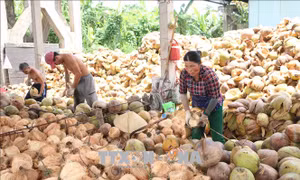 Giá dừa khô nguyên liệu xuống thấp kỷ lục, 1.500 trái dừa chỉ bán được 3 triệu đồng