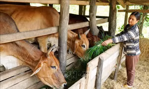 Tấm gương phụ nữ Bana vượt khó vươn lên làm giàu nơi rẻo cao