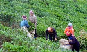 Phát triển thương hiệu và nâng cao giá trị sản phẩm chè