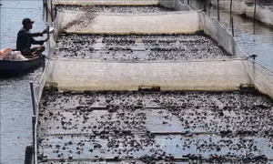 Nông dân Đồng Tháp nuôi ếch lãi hơn 20.000 đồng/kg