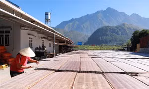 Làng miến truyền thống Bình Lư hối hả vào vụ Tết 