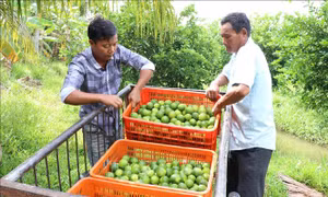 Gắn kết bốn nhà tăng giá trị cho cây có múi