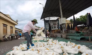 Chợ Hà Vĩ đảm bảo nguồn cung gia cầm cho thị trường Hà Nội