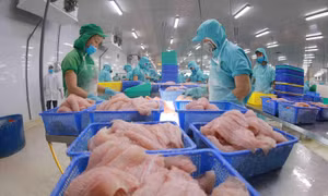 EU ban hành ngưỡng dư lượng thủy ngân mới trong thủy sản và muối