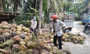 Giá dừa khô nguyên liệu tăng gấp đôi
