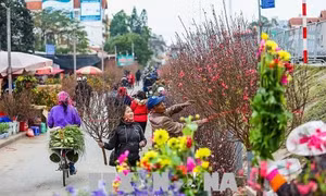 Đào bung cánh, quất chín vàng theo nhau về phố