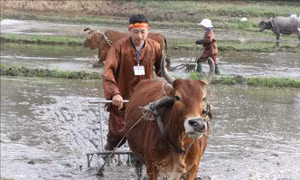 Nô nức Lễ hội xuống đồng xây dựng nông thôn mới thị xã Phổ Yên