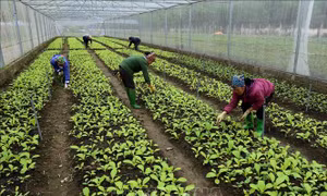 Giải pháp căn cơ từ chuyển đổi 'kép'