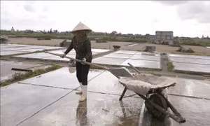 Diêm dân Nam Định phấn khởi vì vụ muối được mùa, được giá