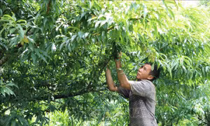 Đổi thay ở các xã biên giới Lai Châu