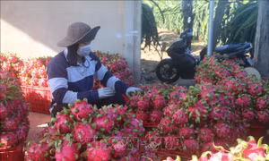 Bà Rịa-Vũng Tàu: Giá thanh long, mít Thái lại giảm mạnh