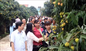 Hưng Yên: Kết nối tiêu thụ vải lai chín sớm