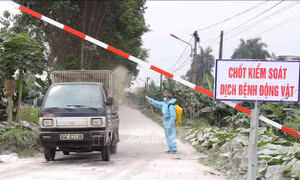 Công điện của Thủ tướng về phòng chống dịch tả lợn châu Phi