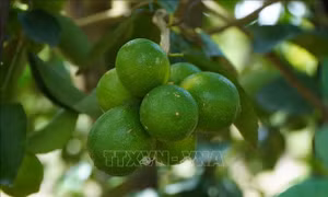Chanh không hạt tìm đường xuất ngoại