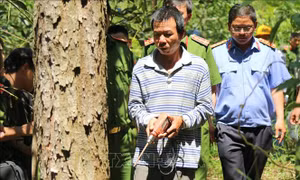 Kỷ luật người đứng đầu đơn vị trong vụ rừng thông bị hạ độc ở Lâm Đồng