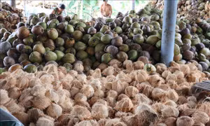 Giá dừa khô duy trì ở mức cao, người trồng phấn khởi