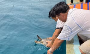 Bình Định: Thả đồi mồi quý hiếm về biển