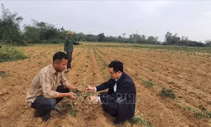 Quảng Bình: Phòng, chống bệnh khảm lá ở cây sắn