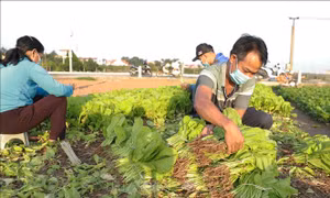 Giá rau xanh tại Hà Nội tăng từ 2-3 lần