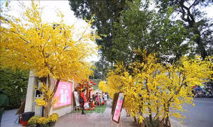 Đặc sắc Tết phương Nam