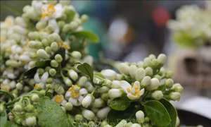Dắt em sang tháng Ba