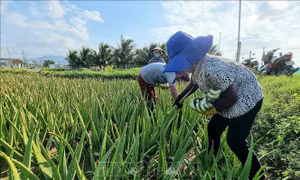 Nhà vườn Ninh Thuận tất bật chăm sóc, thu hoạch nha đam sau đợt ngập úng