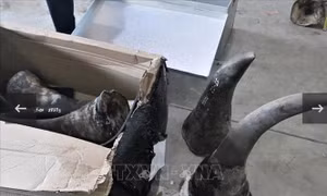 Bắt đối tượng vụ buôn lậu động vật quý hiếm xuyên quốc gia trị giá 300 tỷ