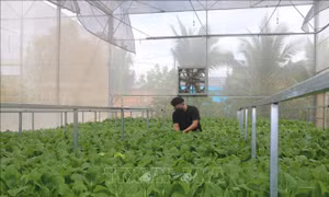 Bước chuyển mình của huyện nông thôn mới Xuyên Mộc