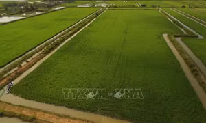 Tìm lời giải cho bài toán nâng cao giá trị nông sản