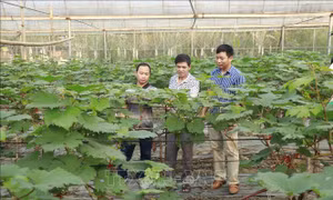 Yên Bái: Hướng đến nền nông nghiệp xanh, thân thiện môi trường