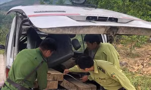 Quảng Ngãi: Liên tiếp phát hiện các xe chở gỗ không có chủ