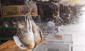 Long An: Không cho phép buôn bán động vật tại Chợ chim trời Thạnh Hóa