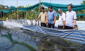 96 năm thành lập Đảng: Bí thư chi bộ xuất sắc của đất Sen hồng