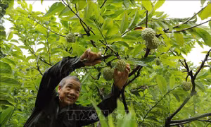 Nâng cao chất lượng, giá trị cho trái na hướng tới xuất khẩu