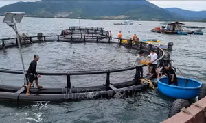 Quảng Trị triệt để ngăn chặn các vi phạm IUU - Bài cuối: Hướng tới nghề cá bền vững
