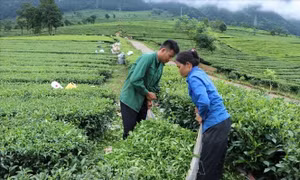 Động lực thoát nghèo của người dân miền núi Tân Uyên