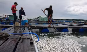 Cá nuôi lồng bè lại chết trắng sông Chà Và