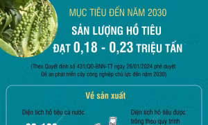 Mục tiêu đến năm 2030, sản lượng hồ tiêu đạt 0,18 - 0,23 triệu tấn