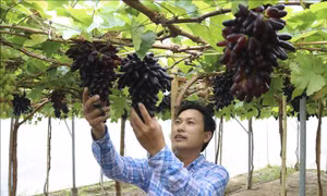 Nâng cao chất lượng và thương hiệu nho Ninh Thuận - Bài cuối: Tạo sức hút thương hiệu