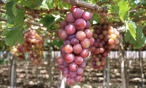 Nâng cao chất lượng và thương hiệu nho Ninh Thuận - Bài 1: Cây trồng chủ lực