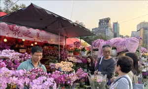 Hương xuân từ chợ hoa Tết tại Hong Kong